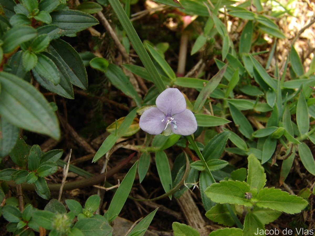 Murdannia simplex (Vahl) Brenan